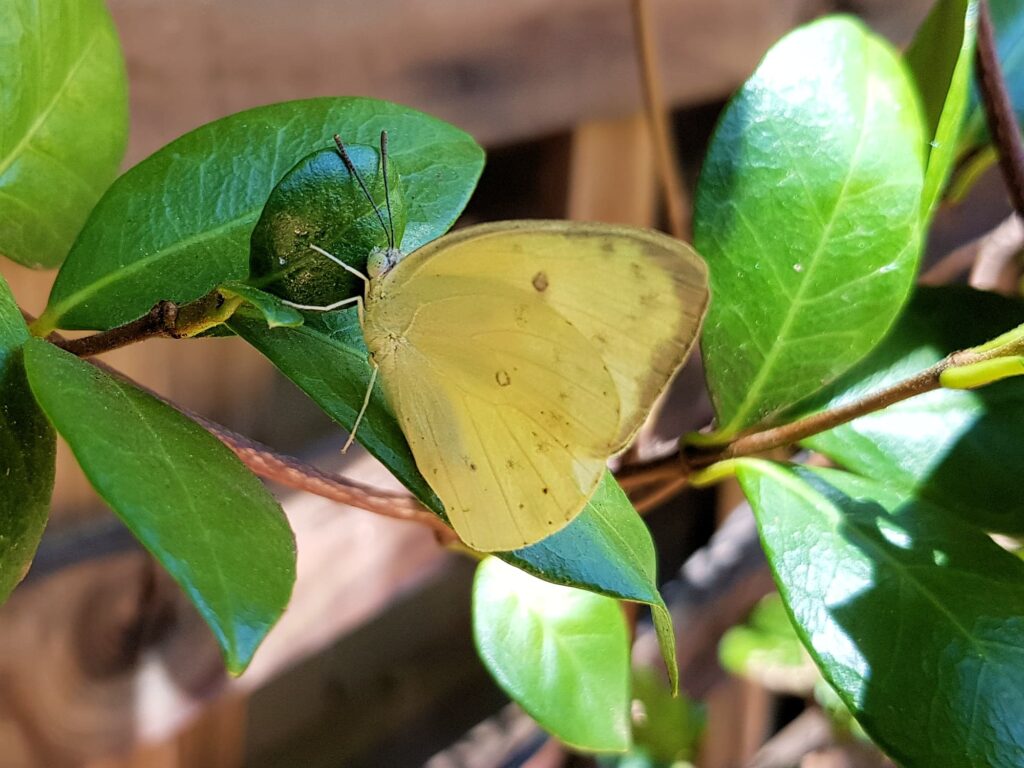 Catopsilia pomona butterfly, Alice Springs NT