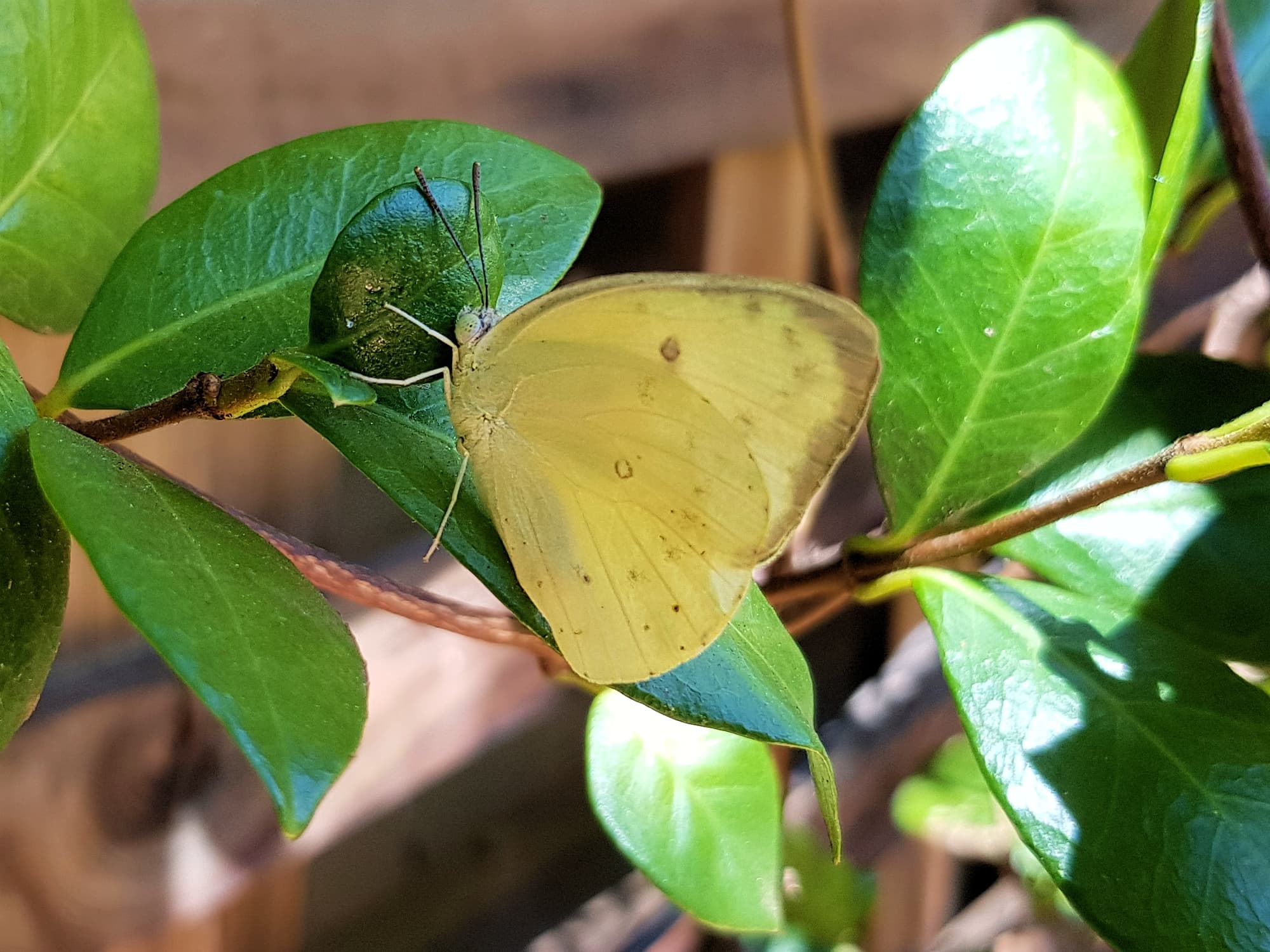 Catopsilia pomona butterfly, Alice Springs NT