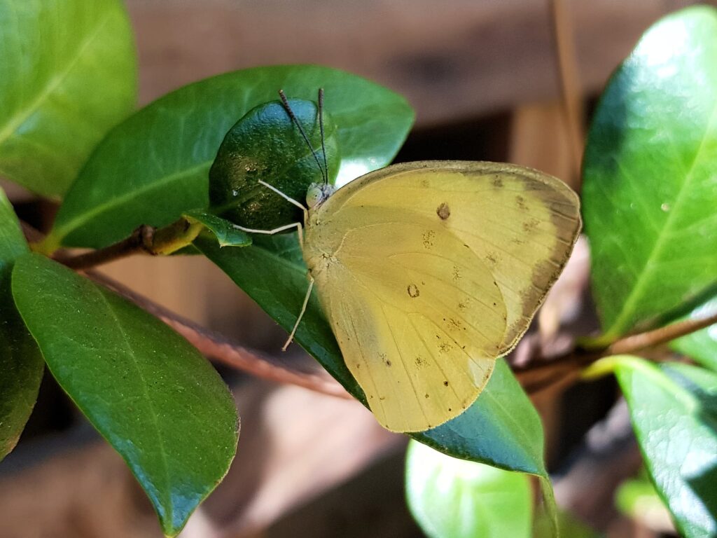 Catopsilia pomona butterfly, Alice Springs NT