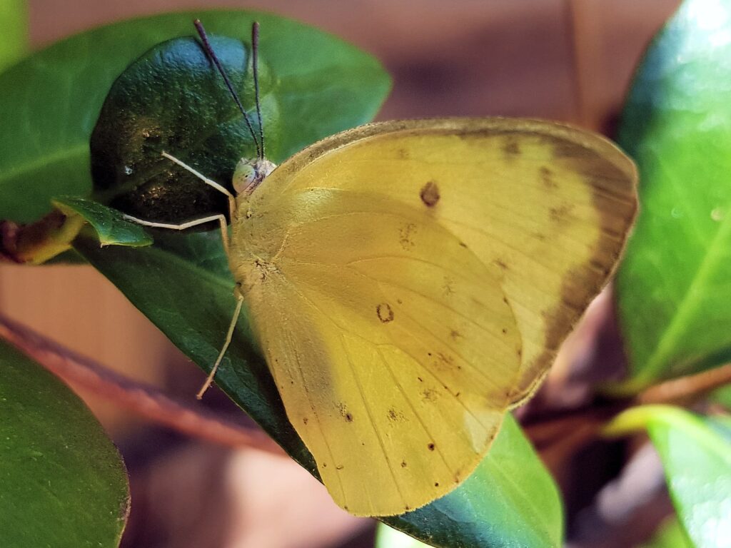 Catopsilia pomona butterfly, Alice Springs NT