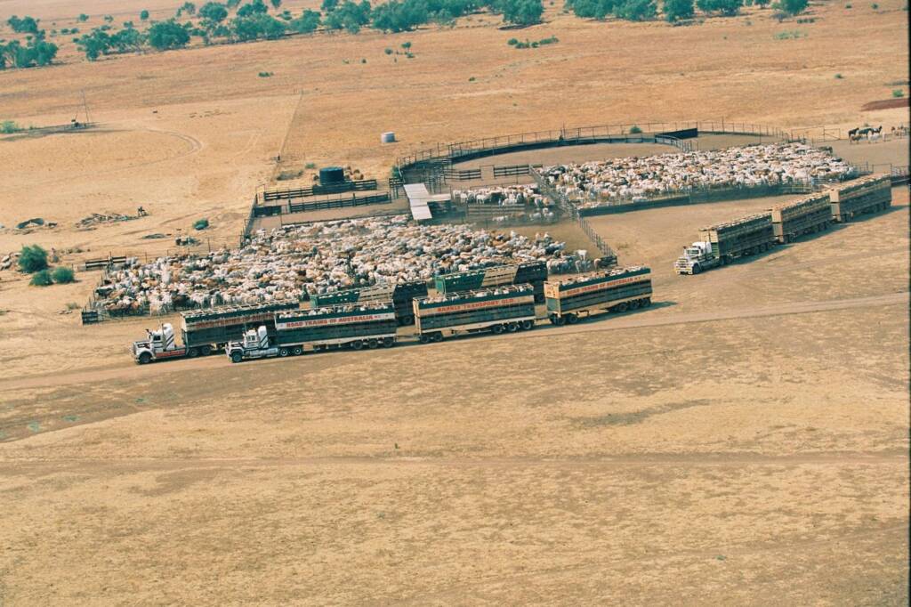 Cattle bing loaded on road trains © Hans Boessum