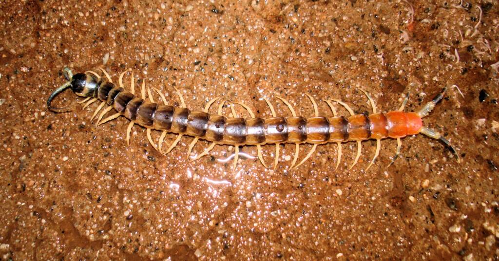 Native Centipede at Uluru