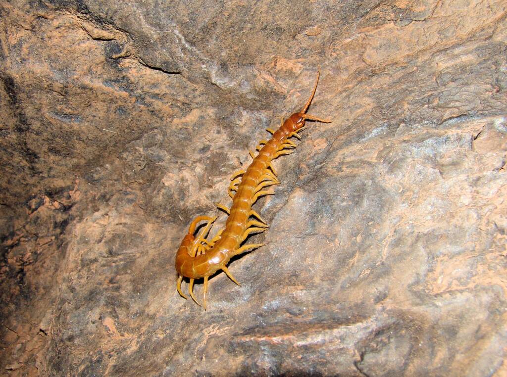 Centipede (genus Scolopendra), Central Australia