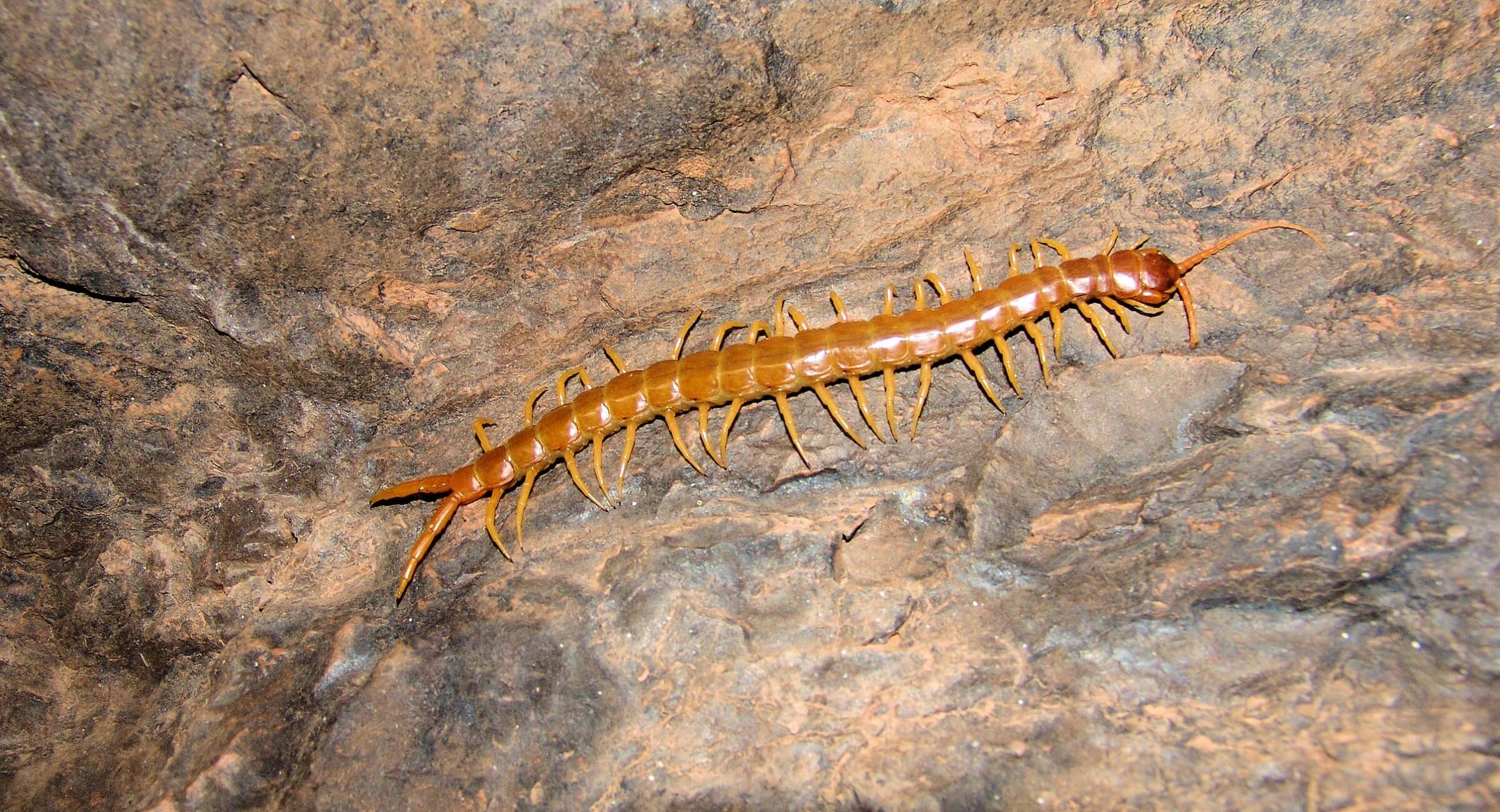Centipede – Ausemade