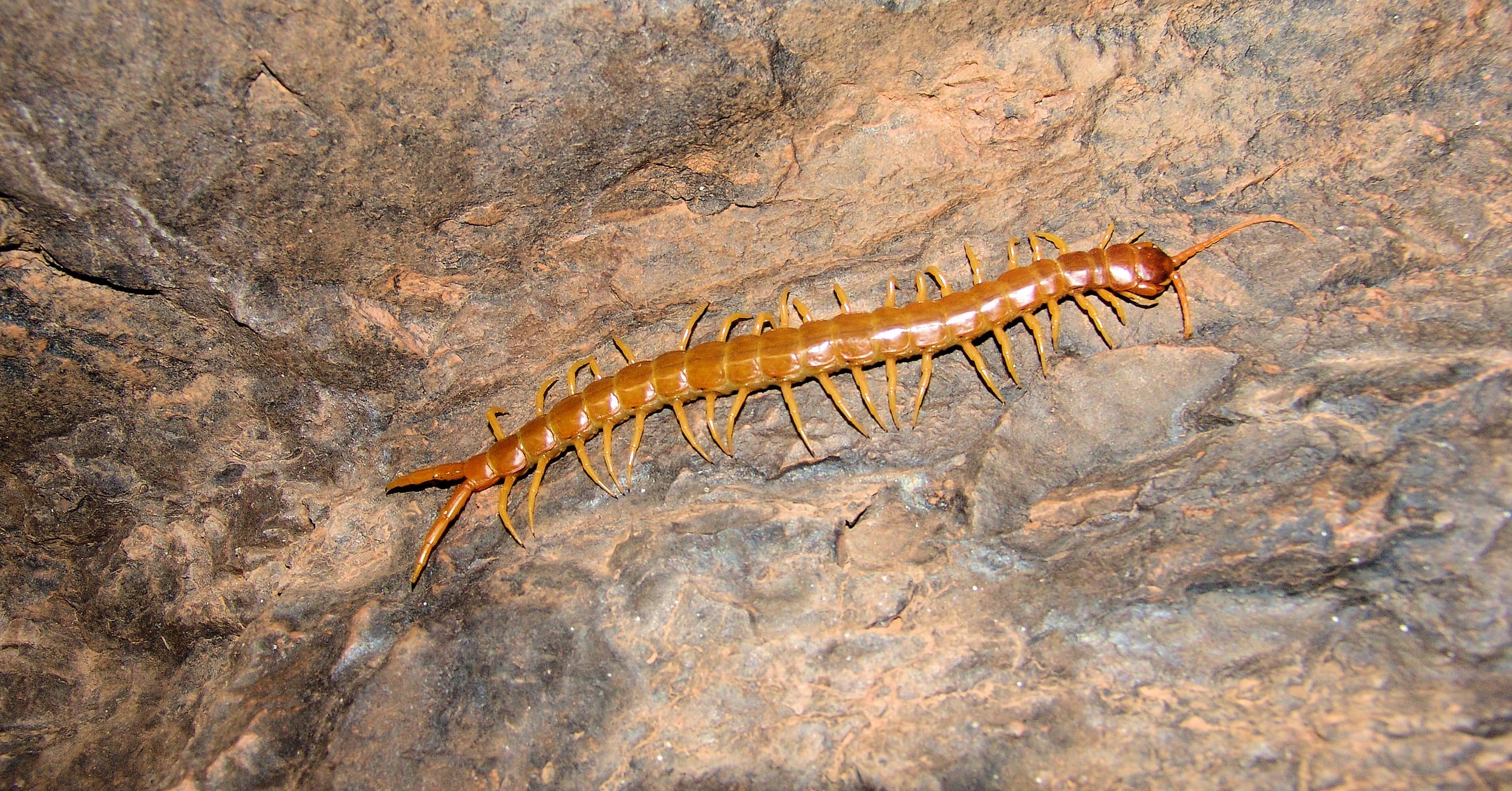 Centipede (genus Scolopendra), Central Australia