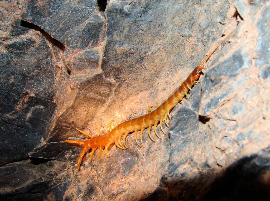 Centipede (genus Scolopendra), Central Australia
