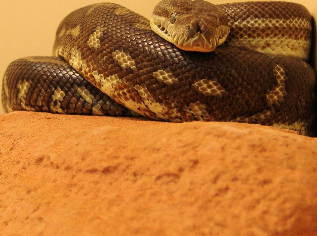 Central Carpet Python (Morelia bredli), Alice Springs Reptile Centre