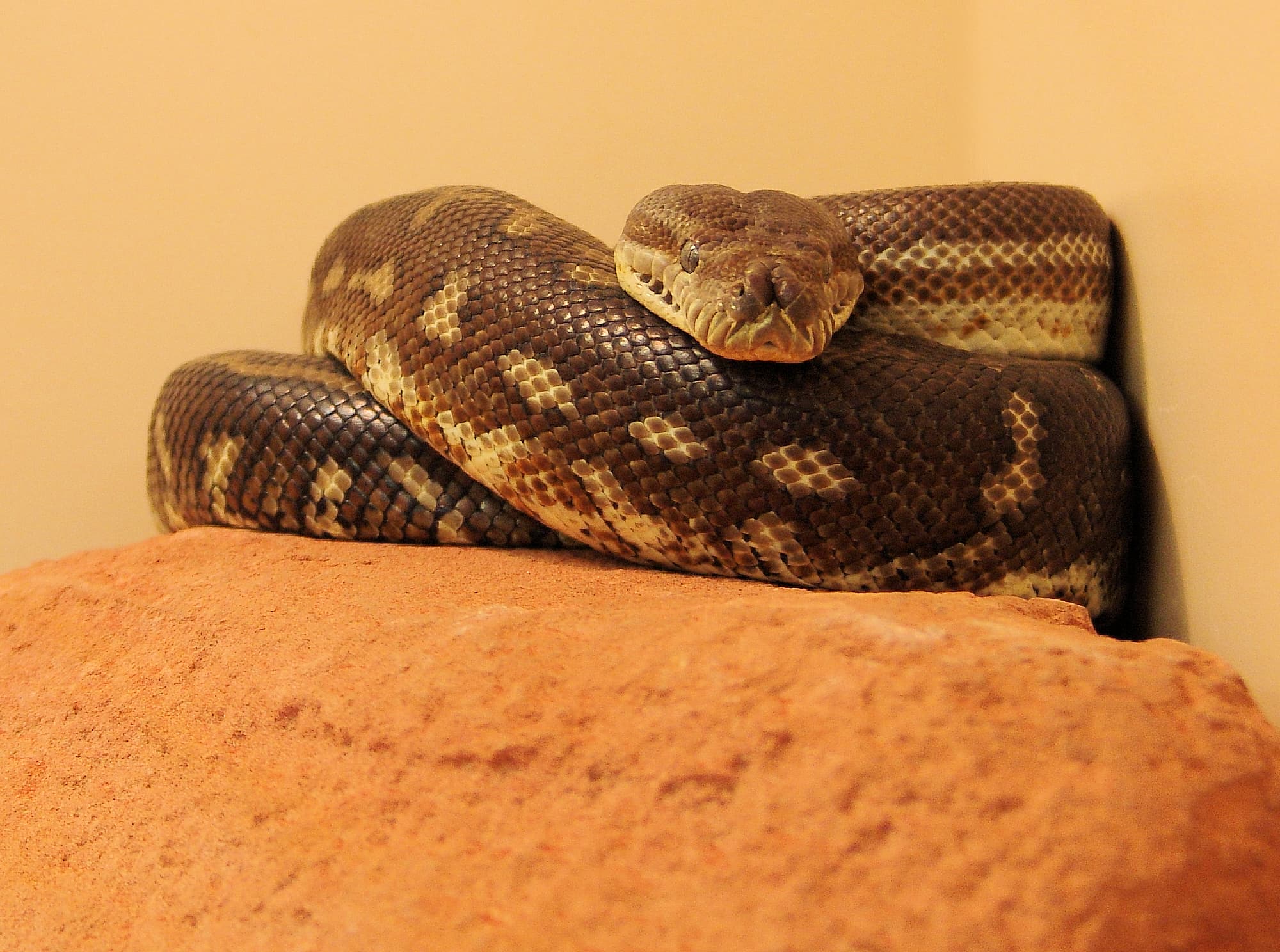 Central Carpet Python – Ausemade