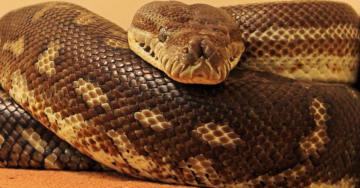 Central Carpet Python – Ausemade