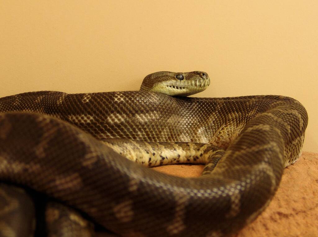 Central Carpet Python (Morelia bredli), Alice Springs Reptile Centre