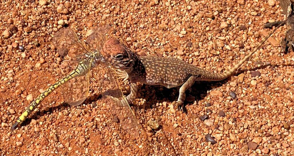 Central-netted Dragon with Australian Emperor Dragonfly at Uluru © Eva Preining