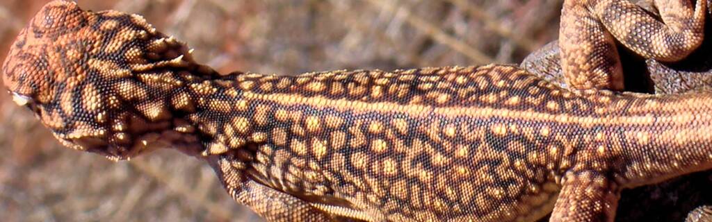Closeup of the skin of the Central netted dragon
