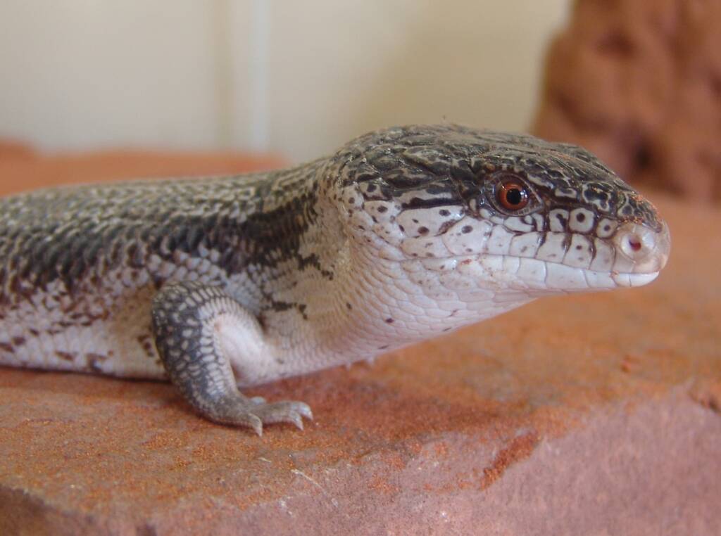 Centralian Blue Tongue Lizard (Tiliqua multifasciata), Alice Springs Reptile Centre