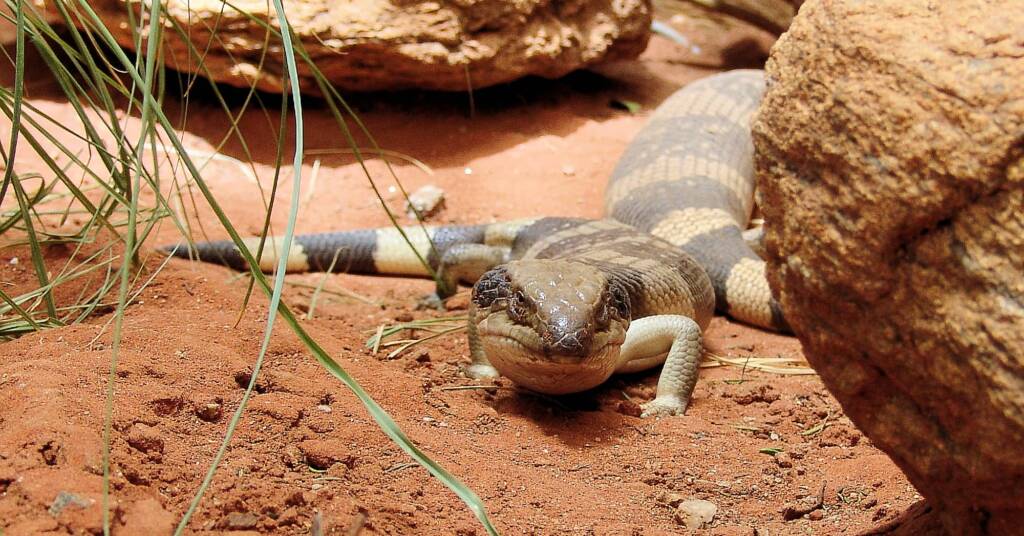 Centralian Blue Tongue Lizard (Tiliqua multifasciata), Alice Springs Reptile Centre