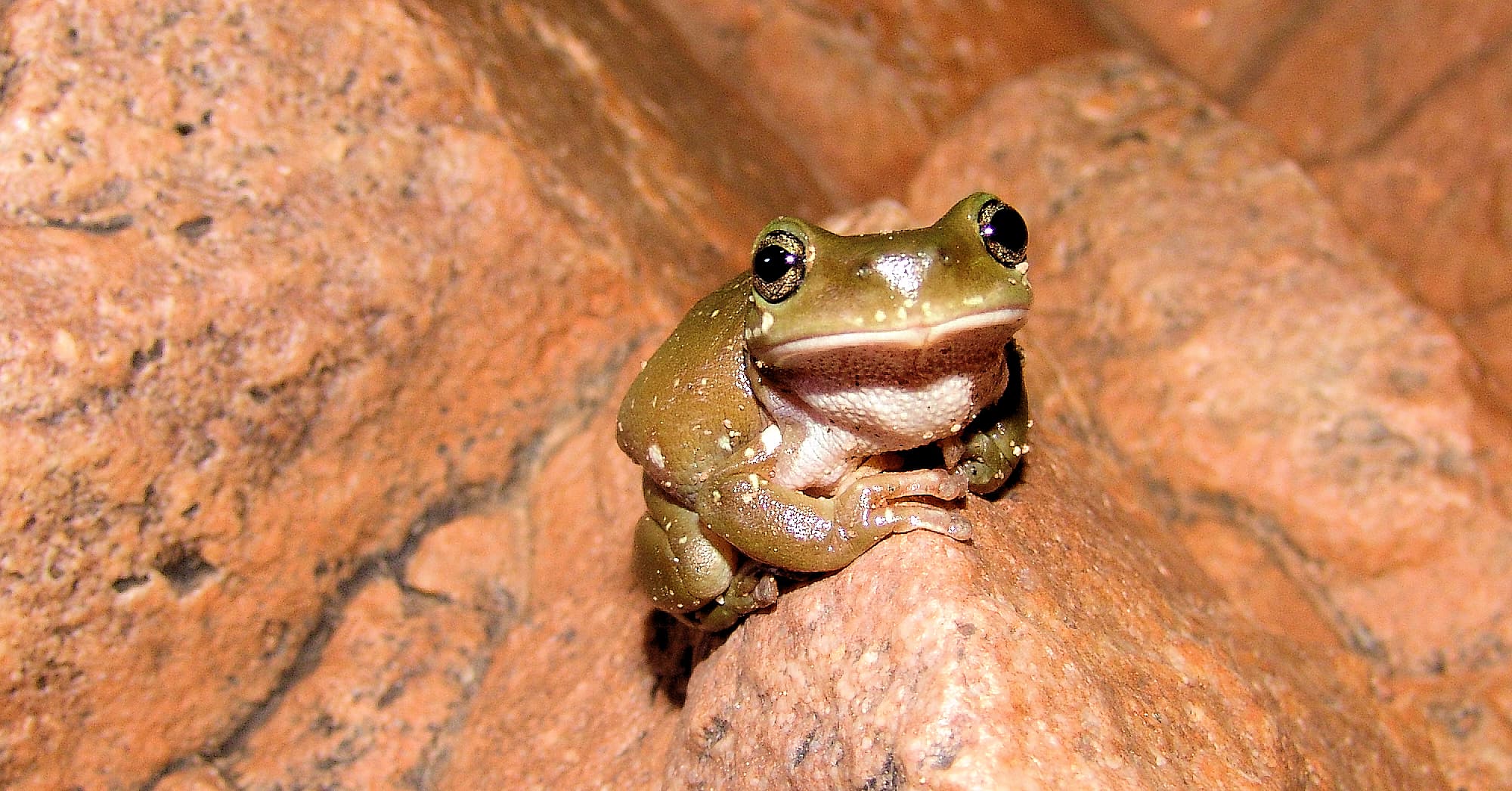 Centralian Tree Frog (Ranoidea gilleni)