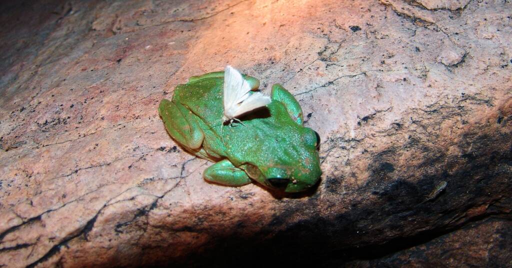 Centralian Tree Frog (Litoria gilleni) with moth on it's back