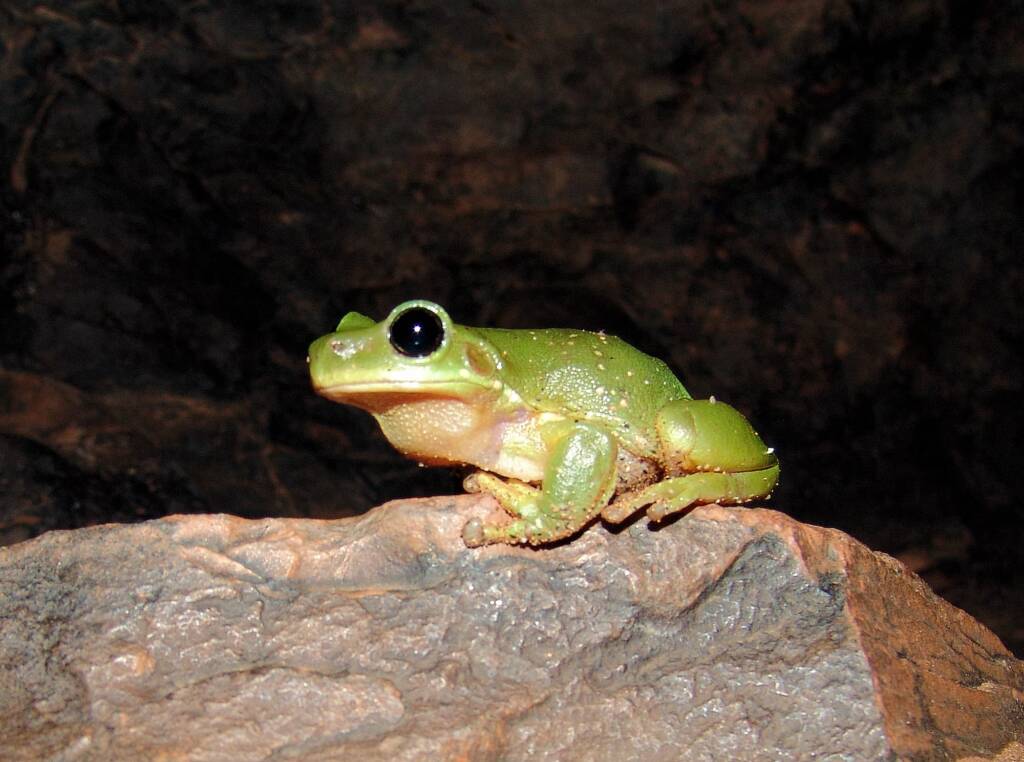 Centralian Tree Frog (Litoria gilleni) at Simpsons Gap, West MacDonnell Ranges, NT.