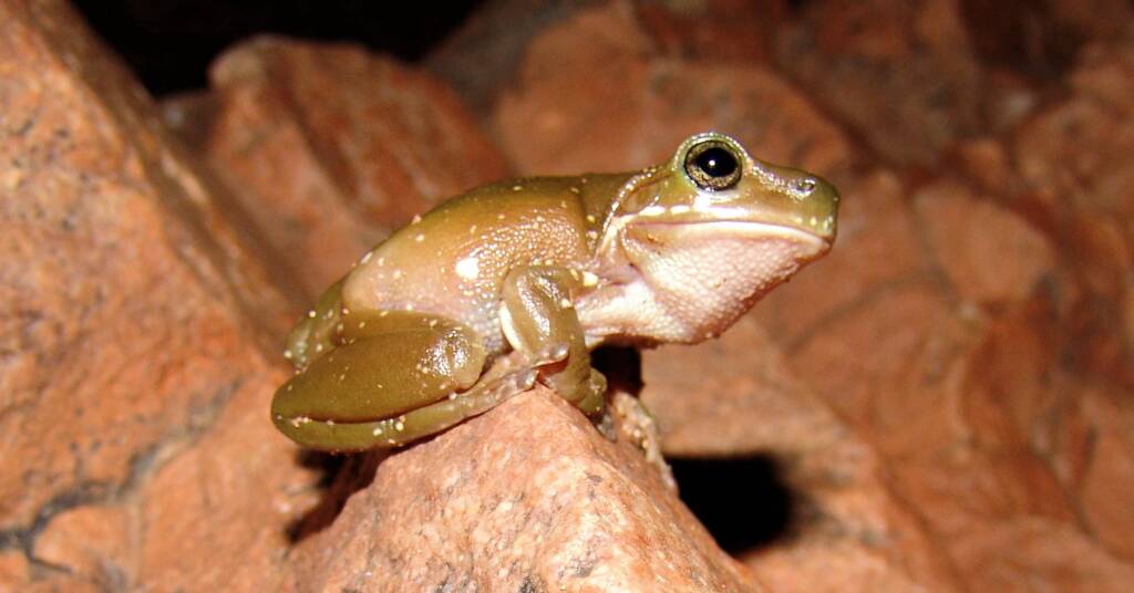 Centralian Tree Frog (Ranoidea gilleni, formerly Litoria gilleni) at Simpsons Gap, West MacDonnell Ranges, NT.