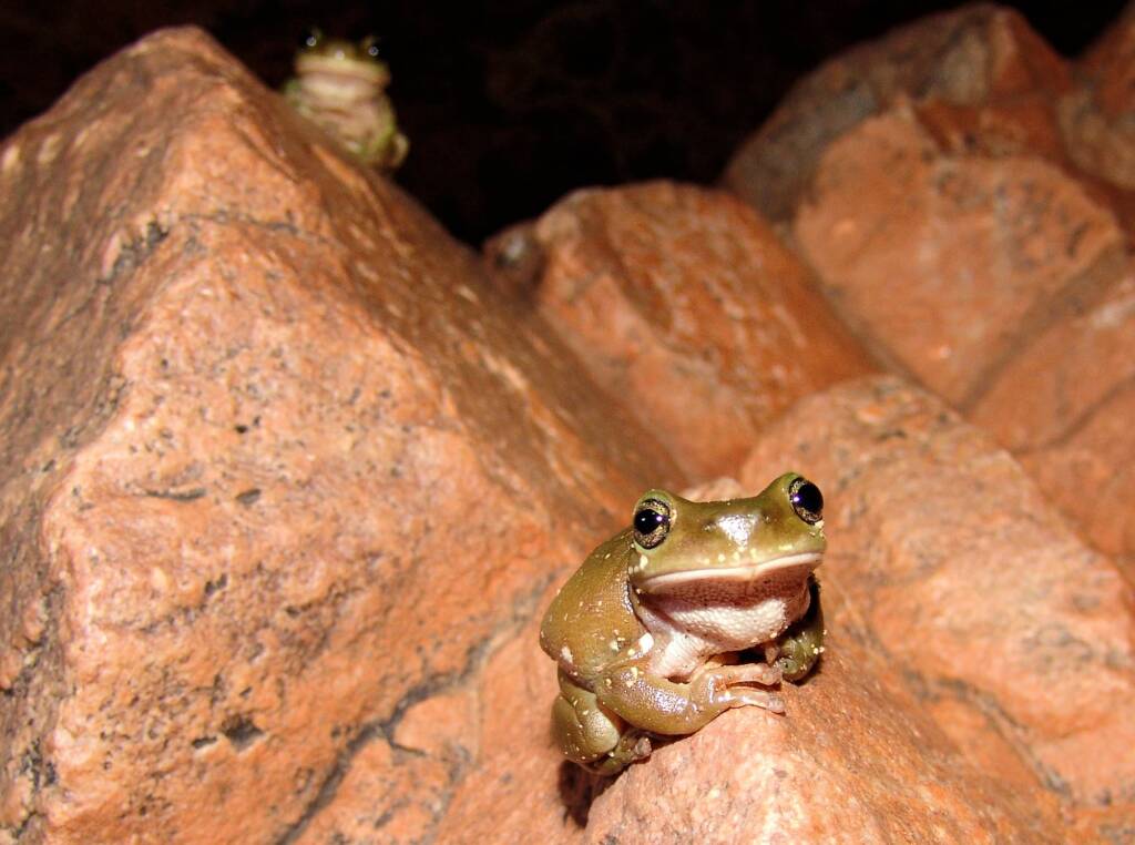 Centralian Tree Frog (Litoria gilleni) at Simpsons Gap, West MacDonnell Ranges, NT.
