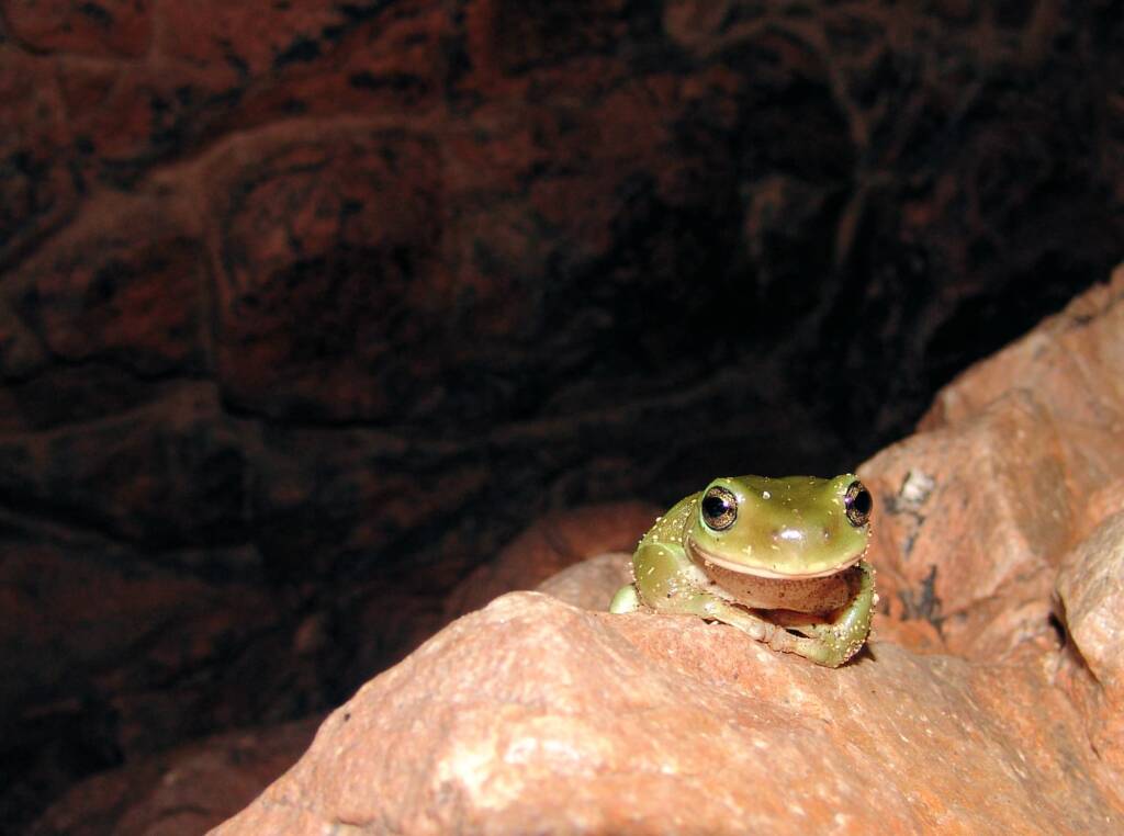 Centralian Tree Frog (Ranoidea gilleni, formerly Litoria gilleni) at Simpsons Gap, West MacDonnell Ranges, NT.