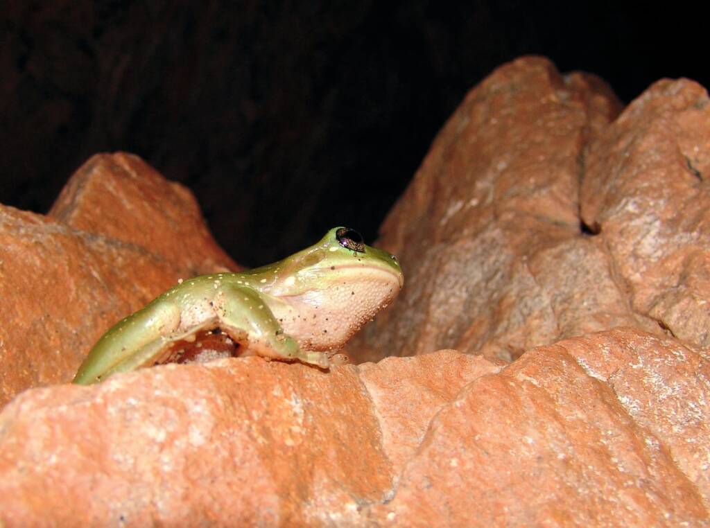 Centralian Tree Frog (Ranoidea gilleni, formerly Litoria gilleni) at Simpsons Gap, West MacDonnell Ranges, NT.