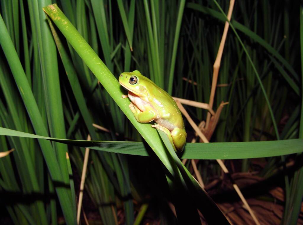 Centralian Tree Frog in the bull rushes (T. domingensis), Simpsons Gap