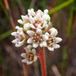 Cephalotus follicularis (Western Australian Pitcher Plant), Great Southern Region WA © Terry Dunham
