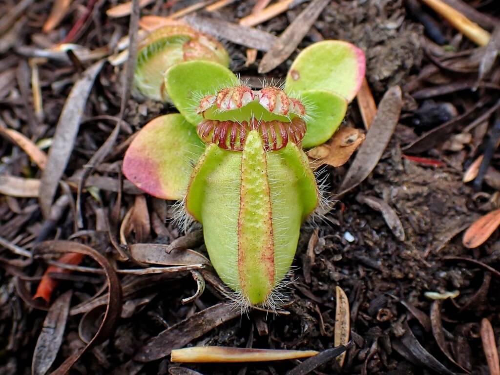Cephalotus follicularis (Western Australian Pitcher plants), WA © Terry Dunham