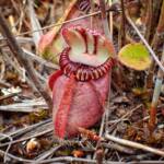 Cephalotus follicularis (Western Australian Pitcher plants), WA © Terry Dunham