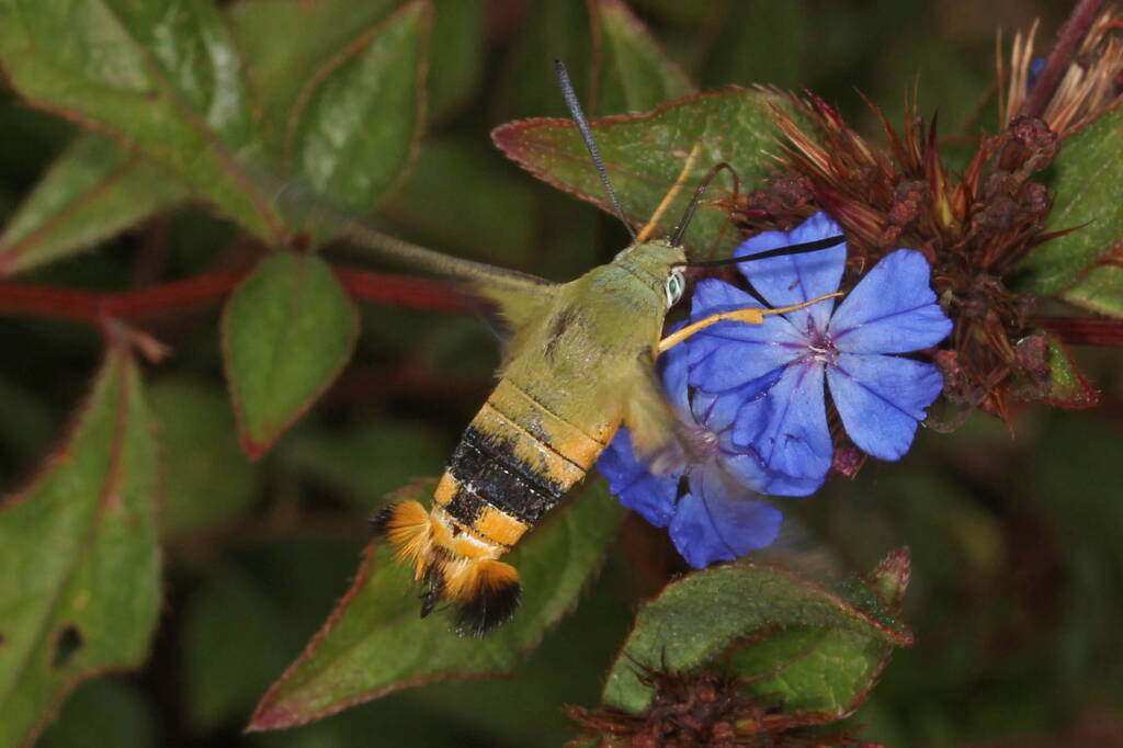 Day Flying Hawk Moth (Cephonodes kingii) on Chinese Plumbago, Ballandean QLD © Marc Newman