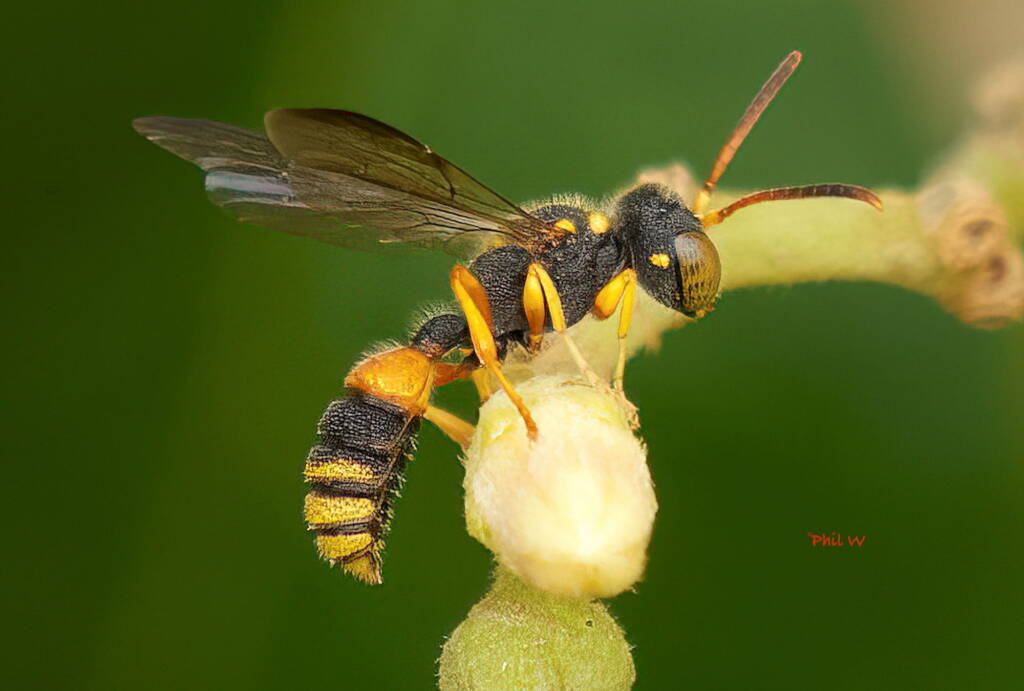 Cerceris australis (Australian Weevil Wasp) on Parsonia straminae (Silk Pod Vine), Batemans Bay NSW © Phil Warburton
