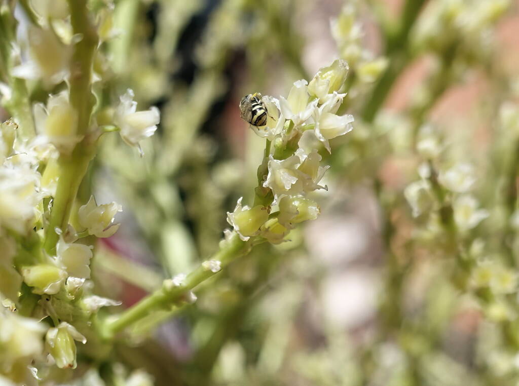 Ceylalictus perditellus native bee, Alice Springs, NT