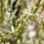 Ceylalictus perditellus native bee, Alice Springs, NT