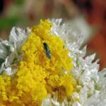 Chalcid Wasp (genus Torymus), Alice Springs Desert Park NT