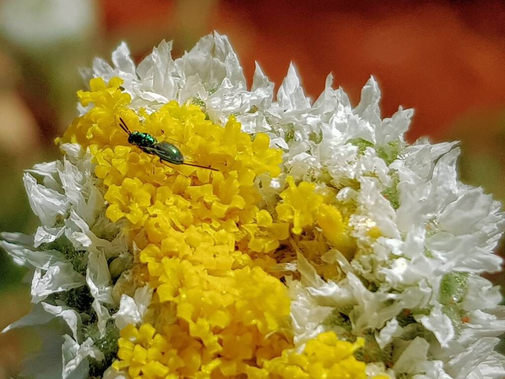 Chalcid Wasp (genus Torymus), Alice Springs Desert Park NT