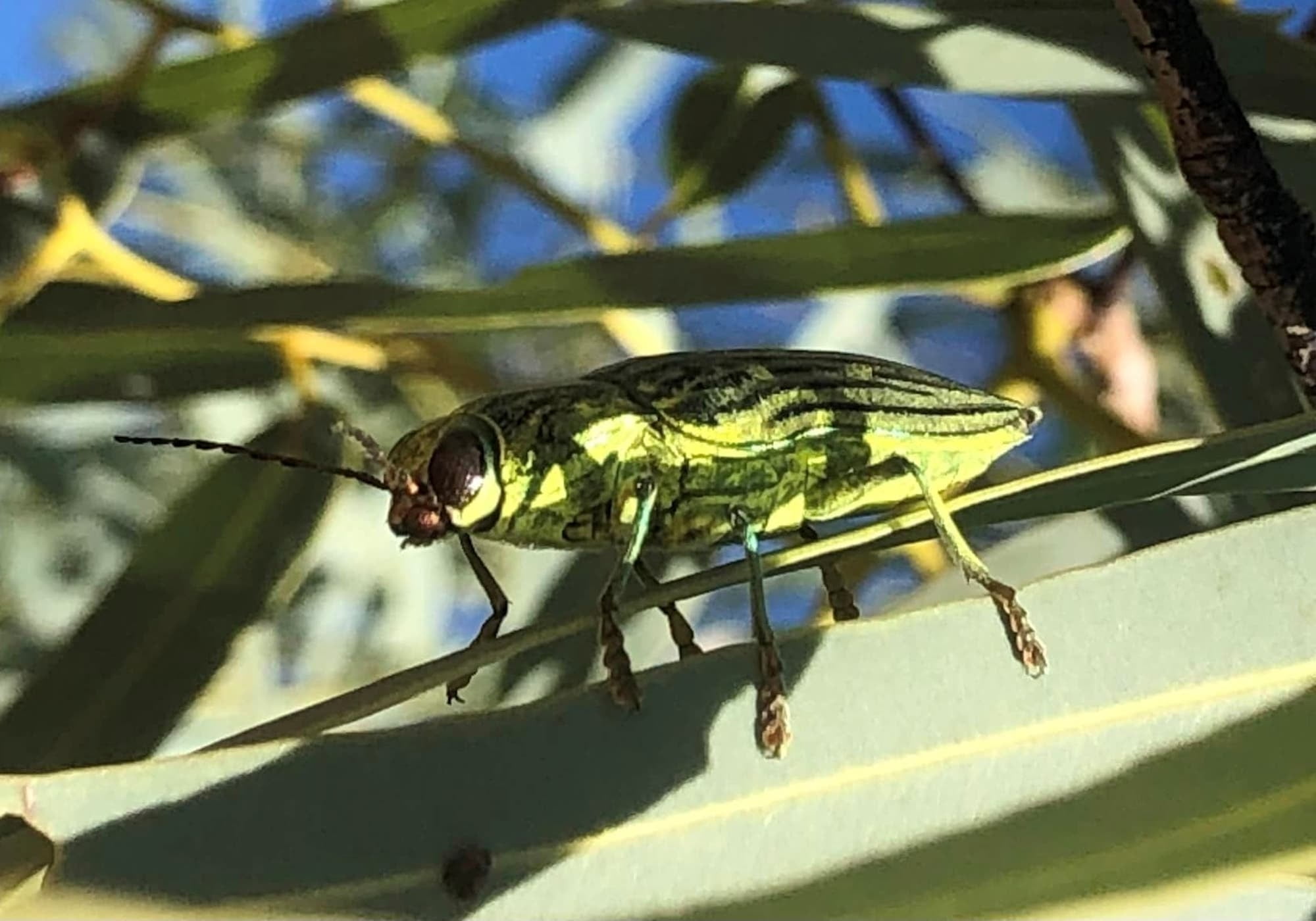 Chalcophorataenia quadriimpressa, QLD © Mark Hanlon