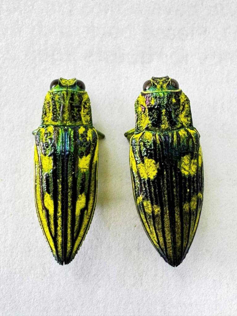 Chalcophorataenia quadriimpressa (left) and Chalcophorataenia australasiae (right), Broome WA © Mark Hanlon