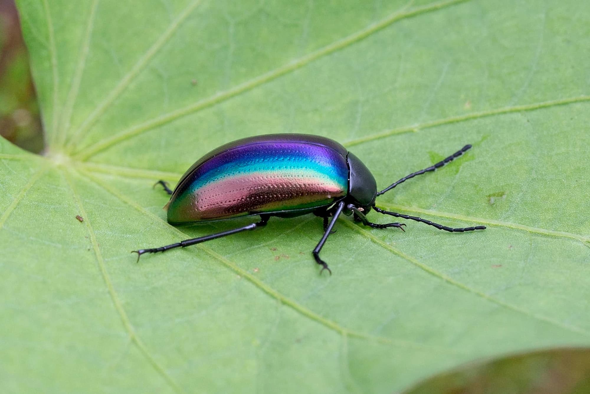 Chalcopterus Beetle (Chalcopteroides sp), Karawatha Forest QLD © Hongming Kan