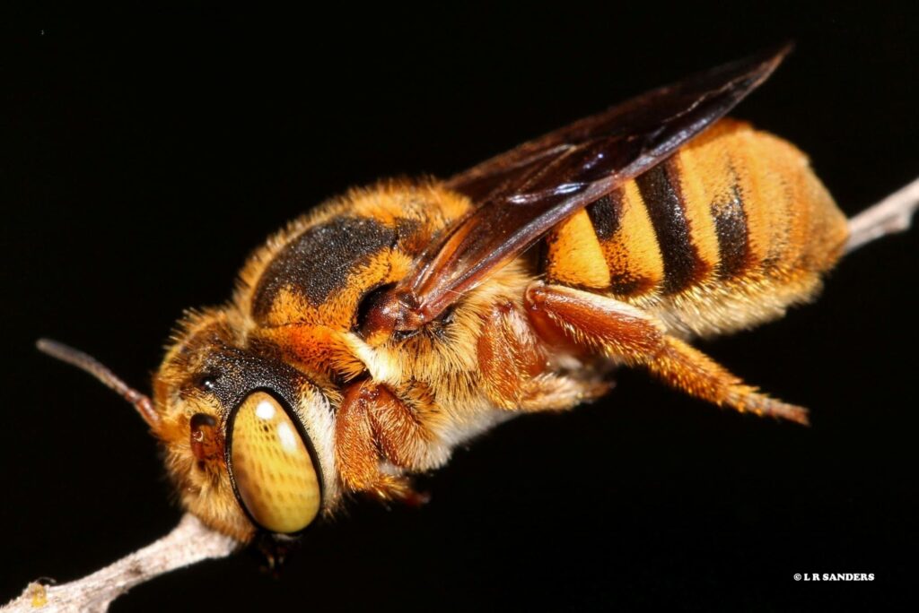 Chalicodoma sp (female Resin Pot Bee), Emerald QLD © Laurence Sanders