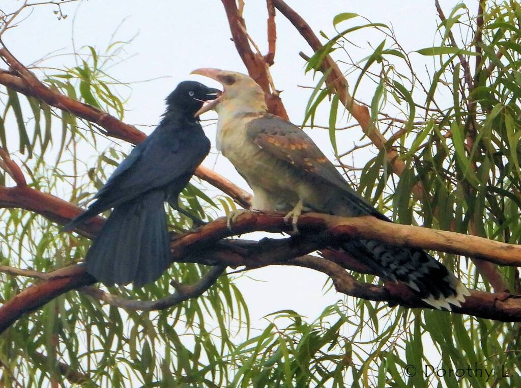 Channel-billed Cuckoo being fed by Torresian Crow