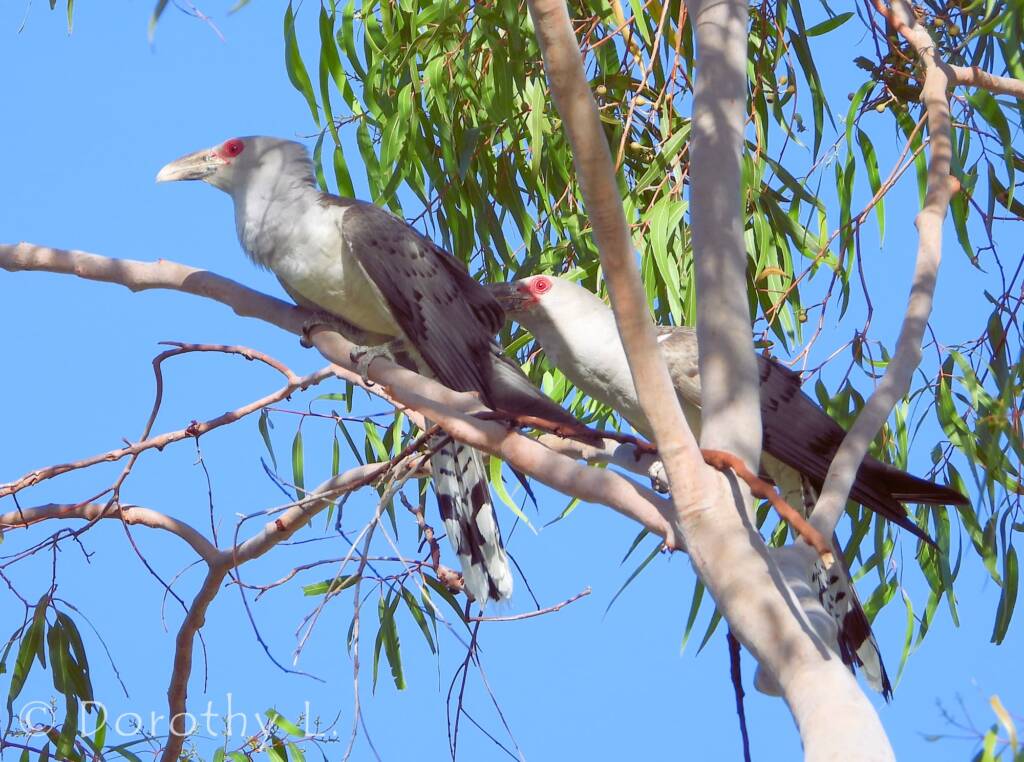 Adult Channel-billed Cuckoos