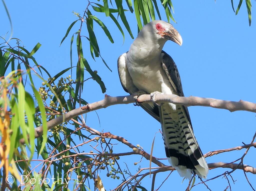 Adult Channel-billed Cuckoo