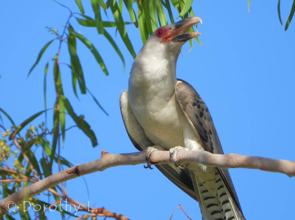 Adult Channel-billed Cuckoo