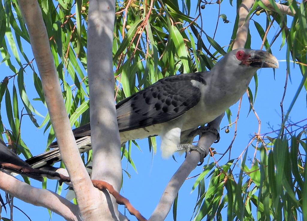 Channel-billed Cuckoo (Scythrops novaehollandiae), Alice Springs NT © Dorothy Latimer