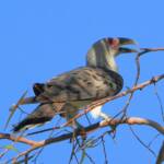 Channel-billed Cuckoo (Scythrops novaehollandiae), Alice Springs NT © Dorothy Latimer