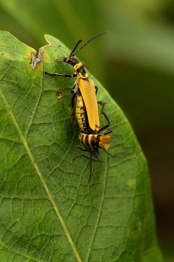 Chauliognathus flavipennis (Yellow Soldier Beetle), Gold Coast QLD © Stefan Jones