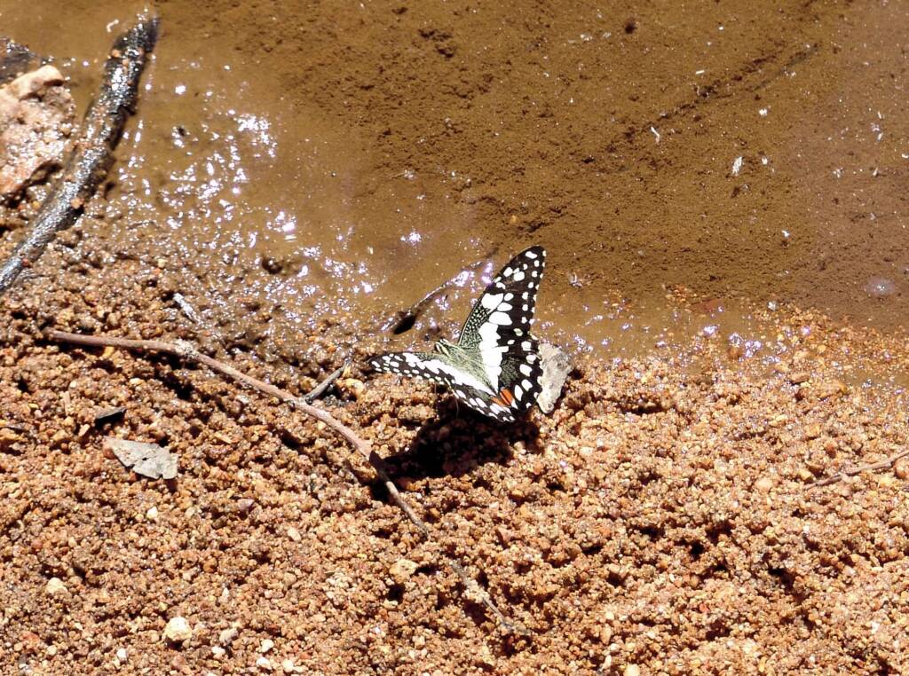 Chequered Swallowtail Butterfly (Papilio demoleus sthenelus)