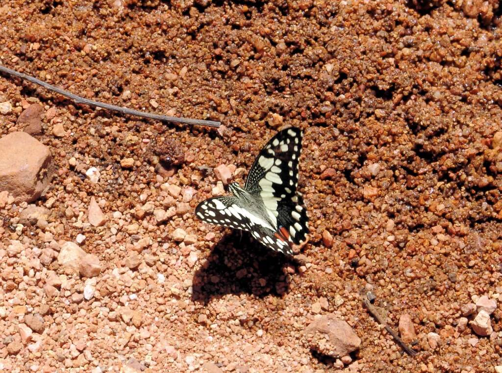 Chequered Swallowtail Butterfly (Papilio demoleus sthenelus)