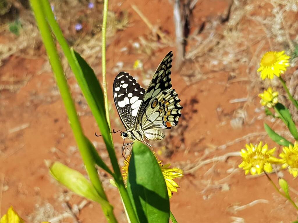 Chequered Swallowtail (Papilio demoleus ssp. sthenelus), Alice Springs Desert Park NT