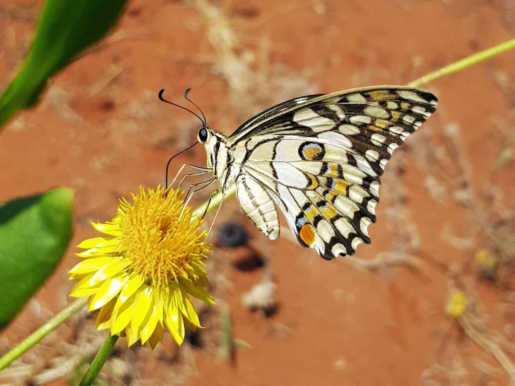 Chequered Swallowtail (Papilio demoleus ssp. sthenelus), Alice Springs Desert Park NT